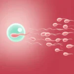 How Much Sperm Is Needed to Get Pregnant?